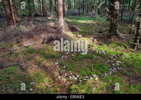 Clitocyboid Pilz (Clitocybe spec.), Fairy Ring aus Clitocyboid Pilzen, Deutschland Stockfoto