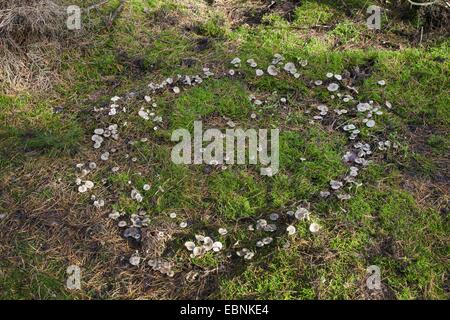 Clitocyboid Pilz (Clitocybe spec.), Fairy Ring aus Clitocyboid Pilzen, Deutschland Stockfoto