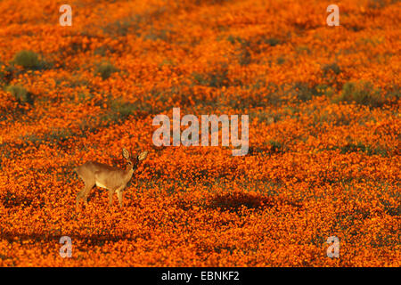 Steinböckchen (Raphicerus Campestris), männliche stehen auf einer Wiese mit Orange Namaqualand Gänseblümchen, Südafrika, Namaqua National Park Stockfoto