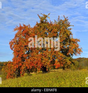 gemeinsamen Birne (Pyrus Communis), einzelne Birnbaum im Herbst, Deutschland, Schwäbische Alb Stockfoto