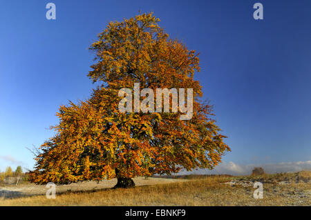 Rotbuche (Fagus Sylvatica), Baum im Herbst, Deutschland, Schwäbische Alb Stockfoto