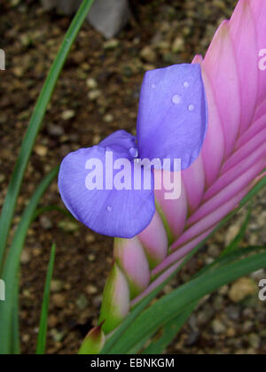 Tillandsie (Tillandsia Cyanea), blühen Stockfoto