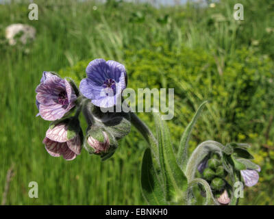 Blauer Hund die Zunge (Cynoglossum Creticum), blühen, Spanien, Balearen, Mallorca Stockfoto