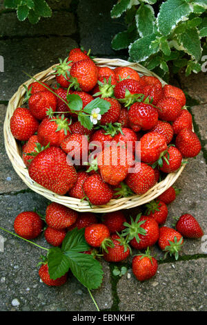 Hybrid-Erdbeere, Garten-Erdbeere (Fragaria X ananassa, Fragaria Ananassa), Erdbeeren in einem Korb Stockfoto