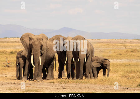 Afrikanischer Elefant (Loxodonta Africana), Herde Elefanten in der Savanne, Kenia, Amboseli National Park Stockfoto