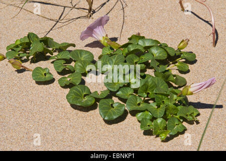 Trichterwinde Strand, Meer Ackerwinde, Seashore falsche Ackerwinde, Seashore-Prunkwinde (Calystegia Soldanella), blühen am Strand, Niederlande Stockfoto