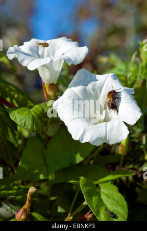 Bellbine, Hedge Ackerwinde Absicherung falsche Ackerwinde, Lady-Schlummertrunk, Rutland Schönheit, stärkere Winde (Calystegia Sepium, Convolvulus Sepium), Blume mit bescheidenen Biene, Deutschland Stockfoto