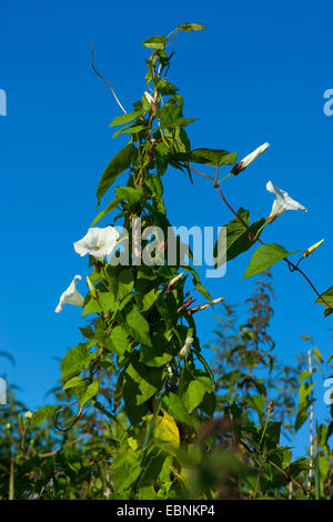 Bellbine, Hedge Ackerwinde, Hedge falsche Ackerwinde, Lady-Schlummertrunk, Rutland Schönheit, stärkere Winde (Calystegia Sepium, Convolvulus Sepium), rankende gegen blauen Himmel, Deutschland Stockfoto