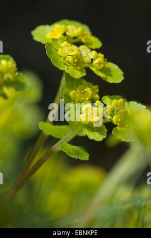 Stellvertreter-leaved Golden-Steinbrech (Chrysosplenium Alternifolium), blühen, Deutschland Stockfoto