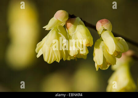 Buttercup Winter Hazel (Corylopsis Pauciflora), blühende Zweig Stockfoto