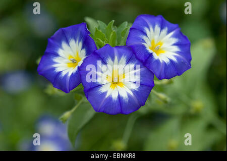 Zwerg Convolvulus, Zwerg Morning Glory (Convolvulus Tricolor), Blumen Stockfoto