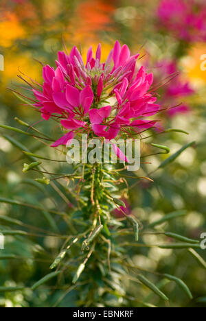 Spirit Damast Cleome, Spider-Blume, rosa Queen (Cleome Spinosa), blühen Stockfoto