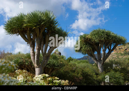 Reißen Sie, Drachenblut, Draegon Baum, Kanarischen Drachenbaum, Drago (Dracaena Draco), Kanarische Inseln, Gran Canaria Stockfoto