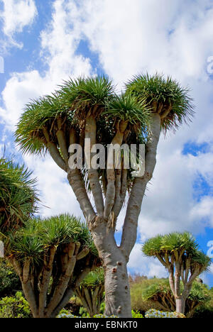 Reißen Sie, Drachenblut, Draegon Baum, Kanarischen Drachenbaum, Drago (Dracaena Draco), Kanarische Inseln, Gran Canaria Stockfoto