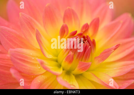 Georgina (Dahlia "Glückspilz", Dahlia Glückspilz), Sorte Glückspilz, Seerose georgina Stockfoto