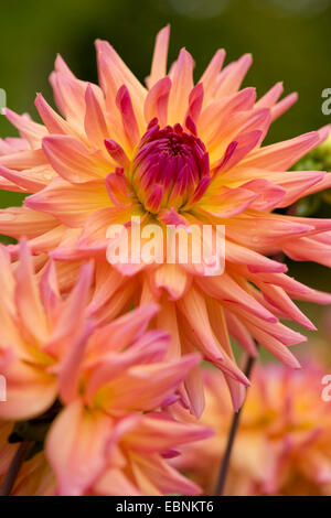 Georgina (Dahlia spec.), semi-Cactus-Dahlie Stockfoto