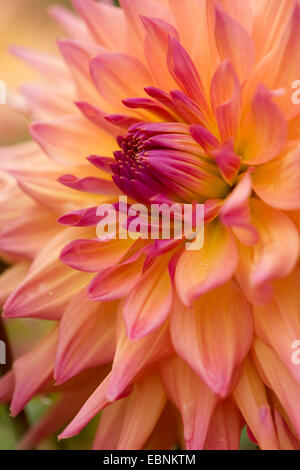 Georgina (Dahlia spec.), semi-Cactus-Dahlie Stockfoto