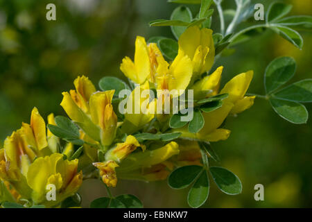 Behaarte Ginster (Cytisus Hirsutus), blühen Stockfoto