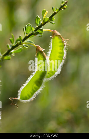 Scotch-Ginster (Cytisus Scoparius, Sarothamnus Scoparius), junge Früchte bei Gegenlicht, Deutschland Stockfoto