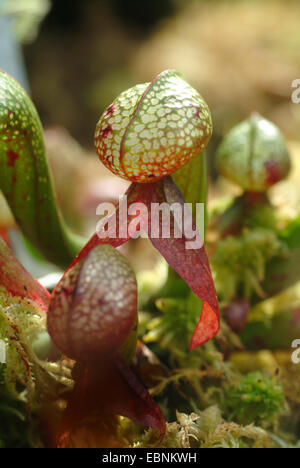 California Kannenpflanze, Cobra Lily Pflanze (Darlingtonia Californica), verlassen, BGD Stockfoto