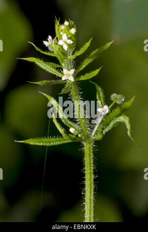 Hackmesser, Klettenlabkraut, Catchweed Labkraut (Galium Aparine), blühen, Deutschland Stockfoto