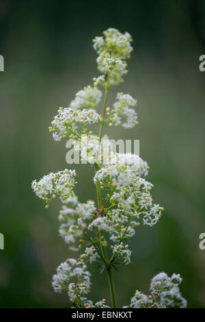 Große Hecke Labkraut, glattes Labkraut (Galium Mollugo, Galium Mollugo Agg.), Blütenstand, Deutschland Stockfoto