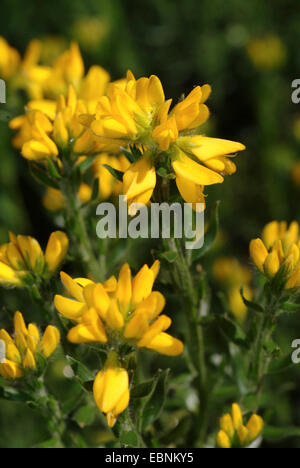 Spanischer Ginster (Spartium Junceum), blühen Stockfoto