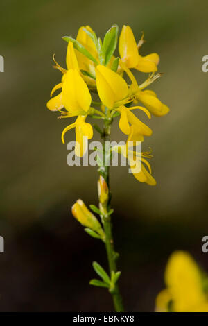 Hairy Greenweed, Vancouver Gold, schleichende Besen, Gold Flash Ginster (Genista Pilosa), Blütenstand, Deutschland Stockfoto