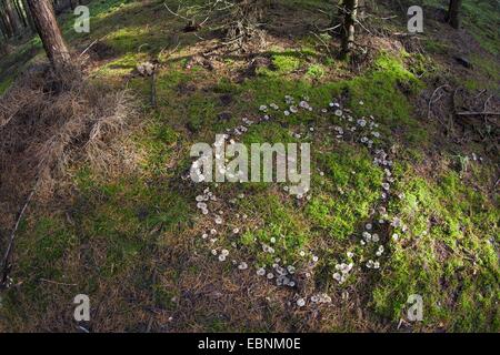 Clitocyboid Pilz (Clitocybe spec.), Fairy Ring aus Clitocyboid Pilzen, Deutschland Stockfoto