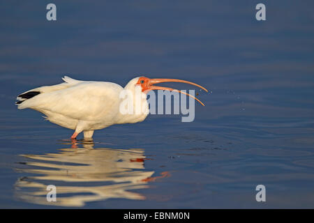 weißer Ibis (Eudocimus Albus), steht im Wasser und isst eine Krabbe, USA, Florida, Merritt Insel Zuflucht Stockfoto