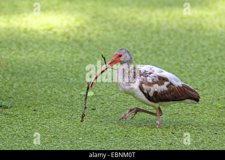 weißer Ibis (Eudocimus Albus), watet unreifen Vogel in einem See mit einer Niederlassung in der Rechnung, USA, Florida Stockfoto