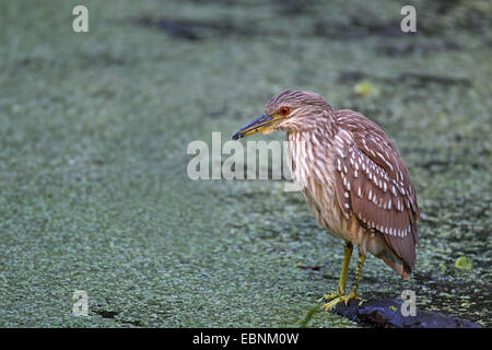 Schwarz-gekrönter Nachtreiher (Nycticorax Nycticorax), unreifen Vogel sucht Nahrung in einem See, USA, Florida Stockfoto