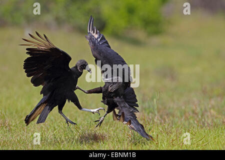 Amerikanische schwarze Geier (Coragyps Atratus), zwei kämpfende Geier, USA, Florida Stockfoto