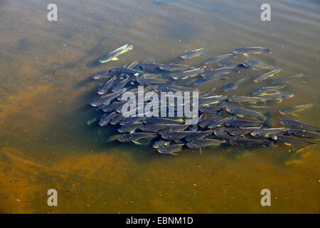 Mosambik Tilapia, Mosambik Mouthbreeder, Blau Tilapia (Buntbarsch Mossambica, Oreochromis Mossambicus), Schule der Fische über den Laich Grube, USA, Florida Stockfoto