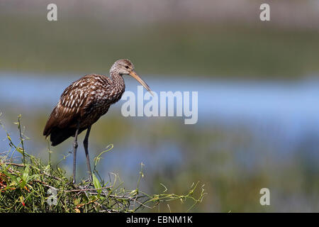 Limpkin (Aramus Guarauna), steht auf einem Baum, USA, Florida Stockfoto