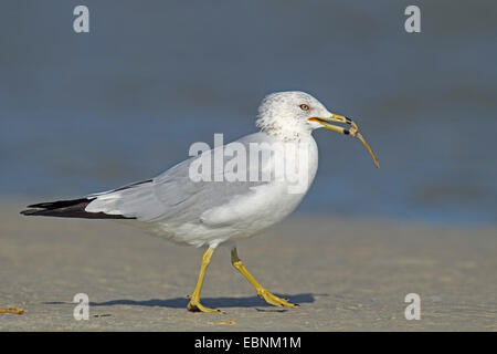 Ring-billed Möwe (Larus Delawarensis), Möve im Winter Gefieder Spaziergänge am Strand mit einem Knochen in der Rechnung, USA, Florida Stockfoto