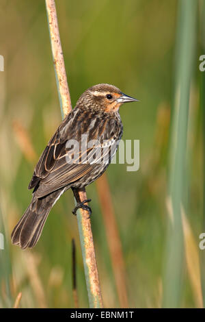 Rotschulterstärling (Agelaius Phoeniceus), sitzt Frau auf einem Halm, USA, Florida Stockfoto