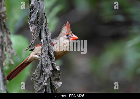 gemeinsamen Kardinal (Cardinalis Cardinalis), sitzt Frau in einen Busch, USA, Florida Stockfoto