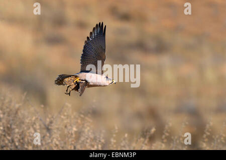 Lanner Falke (Falco Biarmicus), fliegt mit burchell'sandgrouse in den Krallen, Südafrika, Kgalagadi Transfrontier National Park Stockfoto