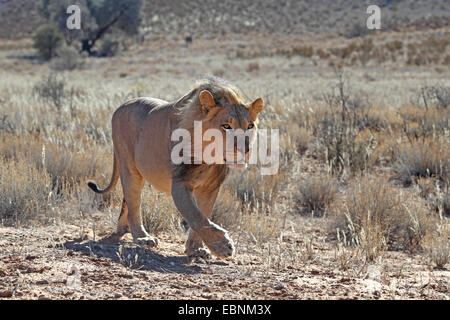 Löwe (Panthera Leo), Mann geht in der Halbwüste, Südafrika, Kgalagadi Transfrontier National Park Stockfoto