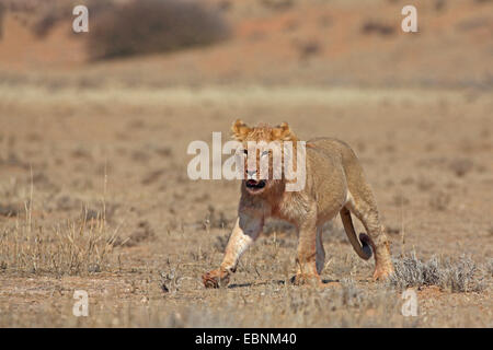 Löwe (Panthera Leo), junger Mann in einer Halbwüste, Südafrika, Kgalagadi Transfrontier National Park Stockfoto