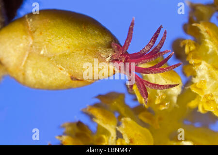 Gemeinsame Hasel (Corylus Avellana), männlicher und weiblicher Blütenstand, Deutschland, Bayern Stockfoto