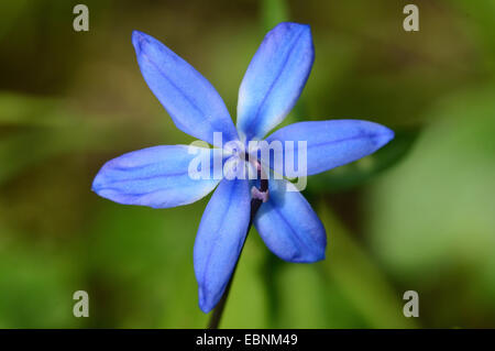 Sibirische Scilla, Sibirischer Blaustern (Scilla Siberica (Falsch: Scilla Sibirica)), Blüte von oben Stockfoto