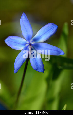 Sibirische Scilla, Sibirischer Blaustern (Scilla Siberica (Falsch: Scilla Sibirica)), Blüte von oben Stockfoto