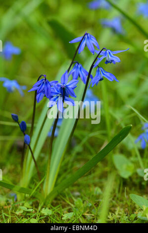 Sibirische Scilla, Sibirischer Blaustern (Scilla Siberica (Falsch: Scilla Sibirica)), blühende Stockfoto