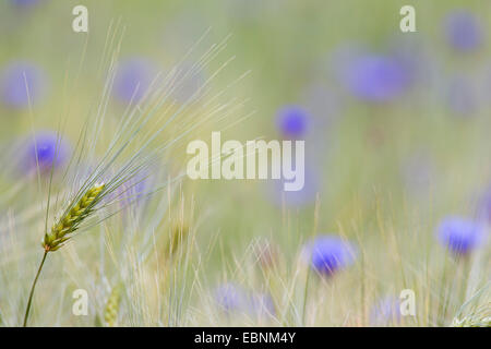 Gerste (Hordeum Vulgare), Gerste Spike mit Kornblumen im Hintergrund, Deutschland, Schleswig-Holstein Stockfoto