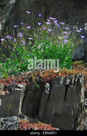 Salat, blau groß blau Kopfsalat (Lactuca Perennis), blühen auf Schiefer, Deutschland, Rheinland-Pfalz Stockfoto