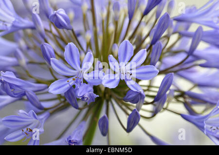 Schmucklilie (Agapanthus-Hybride), blühen Stockfoto