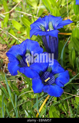 Trompete-Enzian (Gentiana Acaulis), blühen Stockfoto