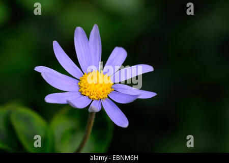 Blau, Margerite, Kingfisher Daisy (Felicia Amelloides), Blütenstand Stockfoto